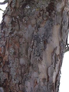 Rinde eines Apfelbaums