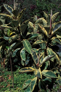 Gummibaum ohne Jahresringe