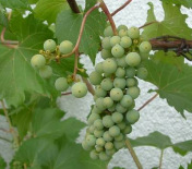 Weinrebe, ein Lianengew�chs