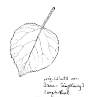 Aprikosenbaum, Blatt