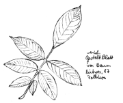 Nussbaum, Blatt