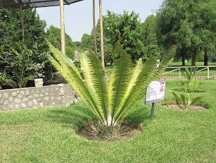 Palmfarn "Dion Rzedowskii"
                              im Legendenpark (parque de Leyendas) in
                              Lima San Miguel