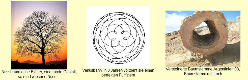 Baumentwicklung: Ein Nussbaum - die
                              Venusbahn vollzieht einen perfekten
                              5-Stern - ein versteinerter Baumstamm