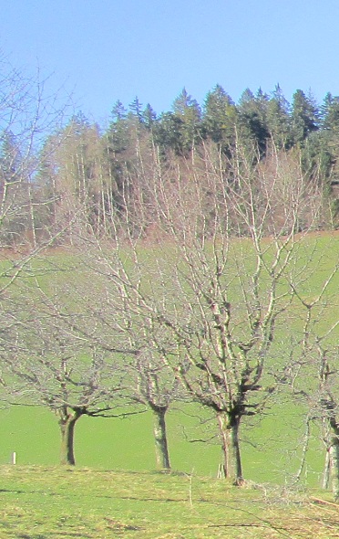 Kirschbaum ist
                              verwildert+lange nicht geschnitten, hat
                              viel zu viele dicke �ste mit Gestr�pp und
                              tr�gt nur kleine Kirschen