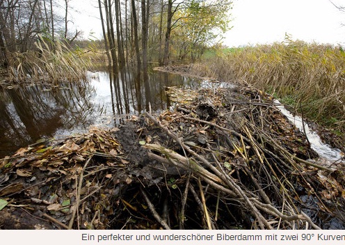 Biberdamm Biberdamm