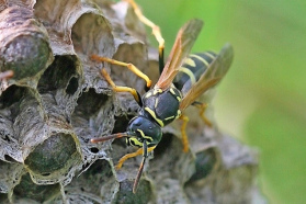 Schweizer Wespenart am
                Genfersee "Polistes helveticus"