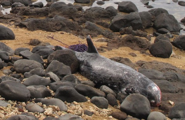 Toter Rundkopfdelfin im
                      Pazifik, Dezember 2012