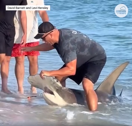 Haifisch am Strand von Panama City
(Panama) am 24.8.2024: Kleiner Hammerhai von
einem Angelhaken befreit Haifisch am
Strand von Panama City (Panama) am 24.8.2024:
Kleiner Hammerhai von einem Angelhaken befreit