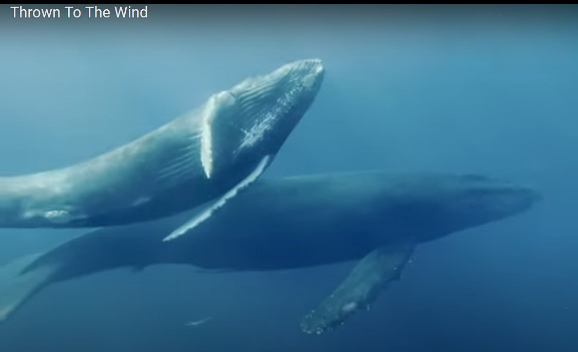 Atlantischer Nordkaper-Wale
(North Atlantic right whale) zwischen
New York und Boston werden durch die
Windradindustrie ausgerottet Atlantischer Nordkaper-Wale (North
Atlantic right whale) zwischen New York
und Boston werden durch die
Windradindustrie ausgerottet