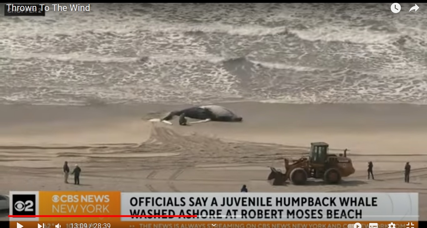 Region New York: Junger Buckelwal
ist gestrandet Region New York:
Junger Buckelwal ist gestrandet