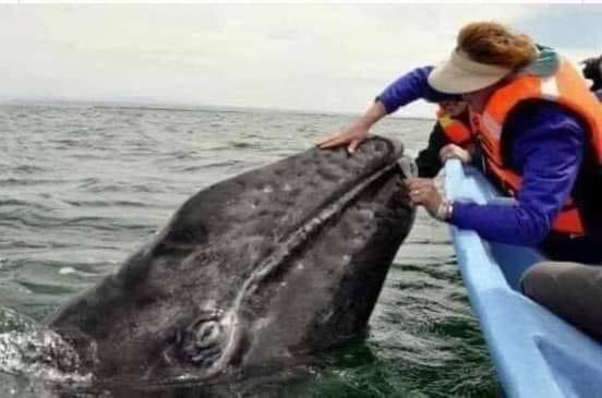 Walfisch im Fischnetz gefangen vor
San Francisco am 2.11.2024: wurde befreit Walfisch im Fischnetz gefangen vor
San Francisco am 2.11.2024: wurde befreit