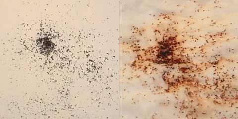 Schwarzer Flohkot wird
                      beim N�ssen mit Spucke oder mit einem feuchten
                      Schwamm oder Lappen blutrot, denn er besteht aus
                      Blut, das der Floh dem Tier oder dem Menschen
                      abgesaugt hat, und der Flohkot dient den jungen
                      Spr�sslingen als Nahrung