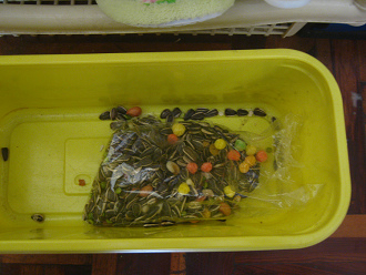 Das Kornlager: Der braune Hamster
                              hatte auch das Kornlager gefunden, den
                              Beutel aufgenagt und hatte sich einige
                              Ladungen K�rner in seine Ecke geschafft.