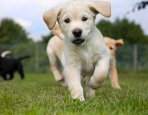 Hunde auf einer Wiese