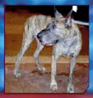 Ese perro
Gran Danés "Lemonade" mató a su dueña Barbara
Chambers (59 años) de Garland (Texas) Ese perro
Gran Danés "Lemonade" mató a su dueña Barbara
Chambers (59 años) de Garland (Texas)