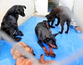 El caso de la pareja Schweder de
Oglethorpe (Georgia), unos perros (02) El caso de la pareja
Schweder de Oglethorpe (Georgia), unos perros
(02)