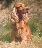 El Spaniel inglés es un perro que siempre busca y
no muerde El Spaniel
inglés es un perro que siempre busca y no muerde