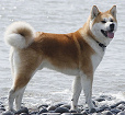 Akita Akita
