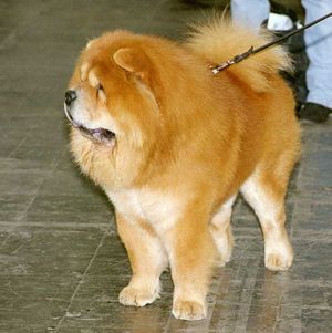 Perro de caza Chow-Chow Perro de caza
Chow-Chow