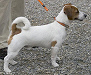 Ein agressiver
Jagdhund, der Jack Russell Terrier Ein agressiver Jagdhund, der
Jack Russell Terrier