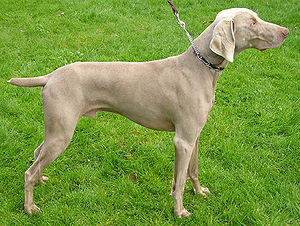 El perro de
              caza "Weimaraner" [90]