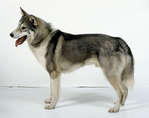 Perro de
caza, p.e. una Laika de Siberia de Rusia,
"Zapadno-Sibirskaïa-Laïka" Perro de
caza, p.e. una Laika de Siberia de Rusia,
"Zapadno-Sibirskaïa-Laïka"