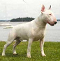 Kampfhund,
Bull Terrier Kampfhund, Bull Terrier