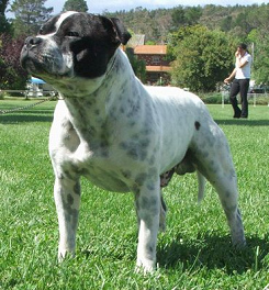 Perro
                        de pelea Staffordshire Bull Terrier [2]