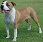 Kampfhund, Staffordshire Terrier Kampfhund, Staffordshire Terrier