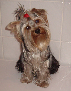 Perro
                        de pelea contra ratas Yorkshire [3]