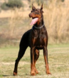 Die Hunderasse Dobermann
ist ein aggressiver Wachhund, gar nichts für
geschlossene Privathäuser Die
Hunderasse Dobermann ist ein aggressiver
Wachhund, gar nichts für geschlossene
Privathäuser