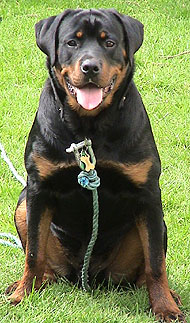 Perro guardián Rottweiler (01),
ese perro es muy agresivo y es el perro que
muerde muchisimo a la gente Perro
guardián Rottweiler (01), ese perro es muy
agresivo y es el perro que muerde muchisimo a la
gente