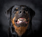 Perro guardi�n Rottweiler (03), dientes