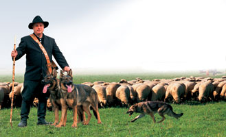 Perros pastor con reba�o [4]