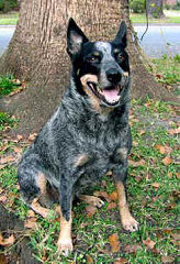 Der
Australische Herdenhund ("Australian Cattle
Dog") kann auch aggressiv werden. Der Australische
Herdenhund ("Australian Cattle Dog")
kann auch aggressiv werden.