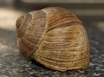 Schneckenhaus einer Weinbergschnecke