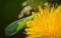 Florfliege an
                    Blume