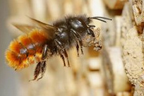 Wildbiene, geh�rnte Mauerbiene im Flug