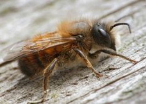 Wildbiene, rotpelzige Sandbiene