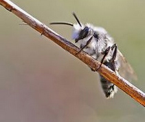 Wildbiene,
                    Wiener Sandbiene