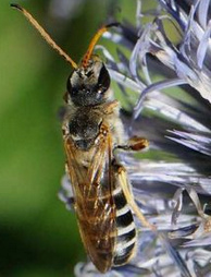 Wildbiene, Furchenbiene Halictus
                      sextinctus