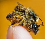 Rote Mauerbiene
                            (Osmia bicornis, fr�her: Osmia rufa)