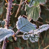 Brombeerstrauch, Markst�ngel