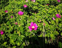 Heckenrosen,
                    Markst�ngel