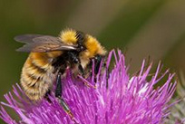 Deichhummel (Bombus distinguensus)