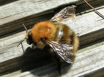 Ackerhummel (Bombus pascuorum)
