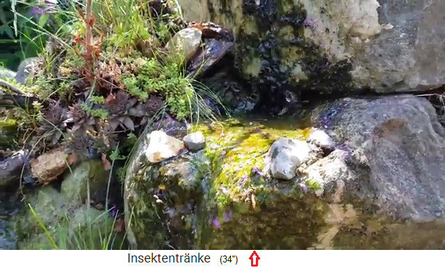 Nat�rliche Insektentr�nke, ein Rinnsal mit
                einem Stein