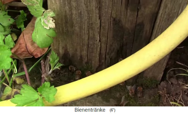 Bienen saugen am feuchten Moos am
                Fusse eines Holzpostens