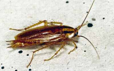 Deutsche
                      Kakerlake