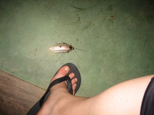 Grosse Kakerlake
                              (Riesenkakerlake) in Brasilien